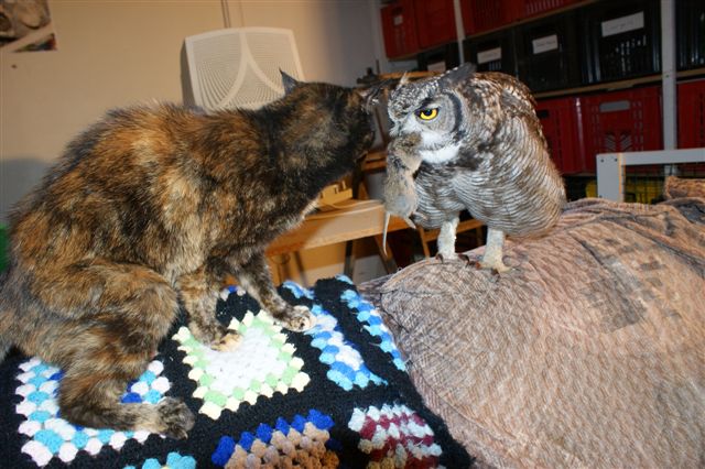 great horned owl eating cat