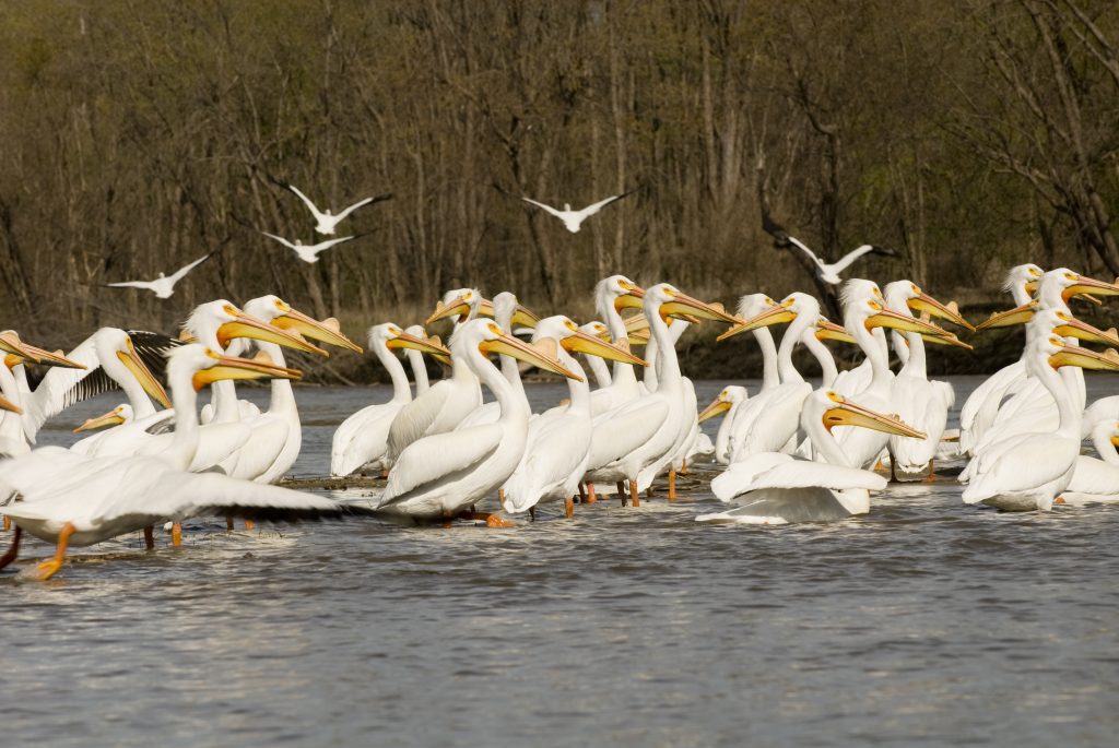 Waterfowl Conservation in Southwest Illinois Clifftop