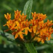 Butterfly weed. P. DauBach