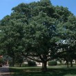 ash tree, D. Cappaert photo