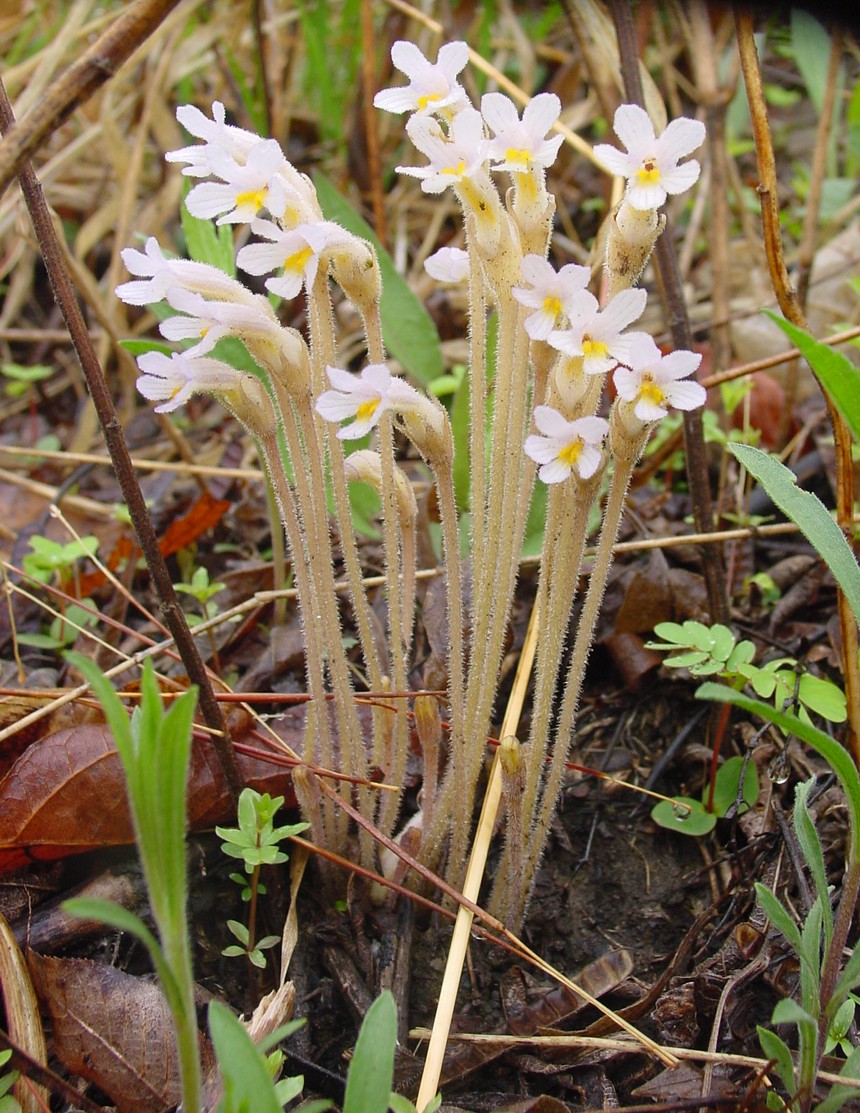 broomrape, B.Weck