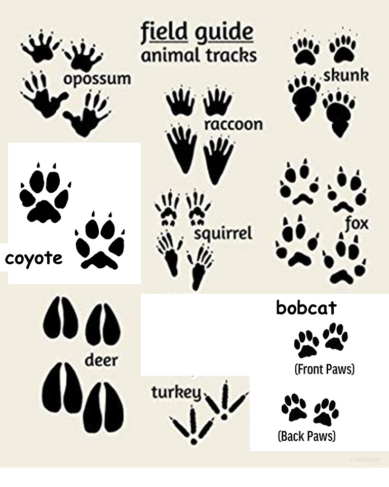 Comprehending Animal Tracks Enriches Your Understanding of Nature ...