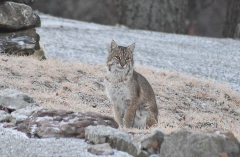 Bobcat: Illinois’ Native Cat | Clifftop