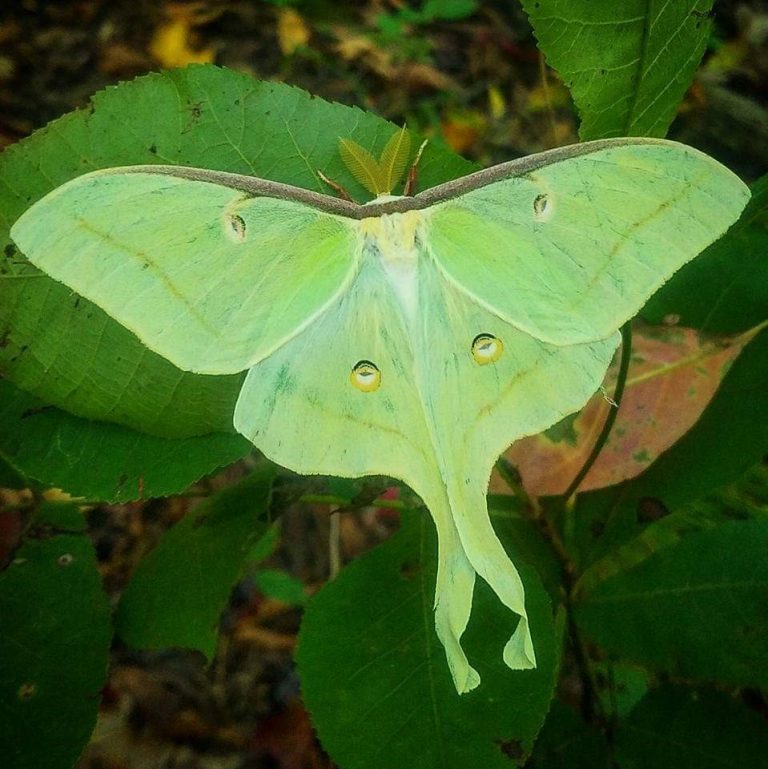 The Importance of Moths | Clifftop