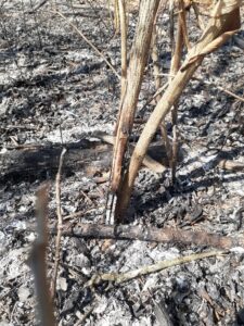 Invasive bush honeysuckle likely top-killed by fire.